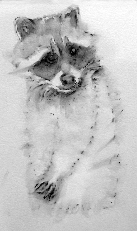 Racoon Drawing