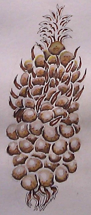Pollen Cone Watercolor