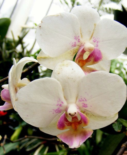 White Orchid 2