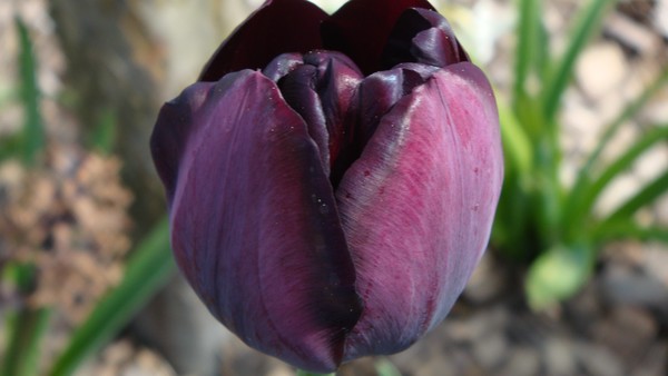 Dark Purppel Tul.