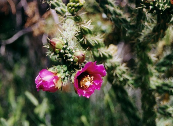 Mesa Verde Bloom
