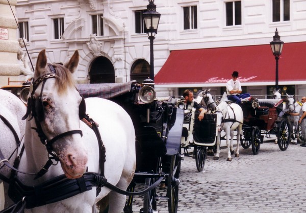 Carriage Rides