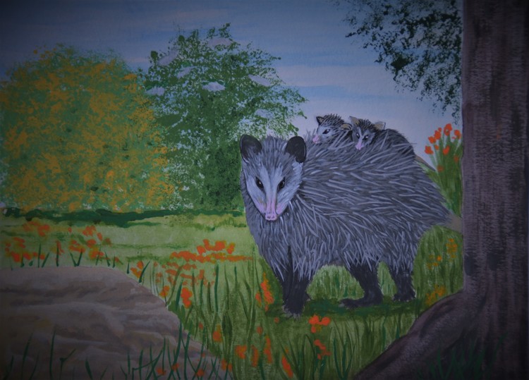 Opossum2