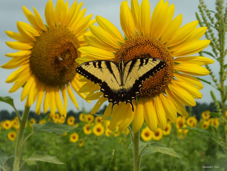 Male Eastern Tiger Swallowtail 
