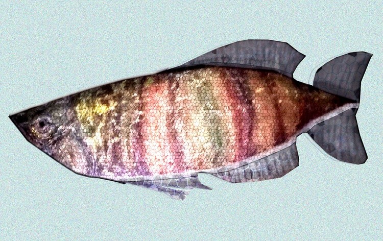 digital fish 22