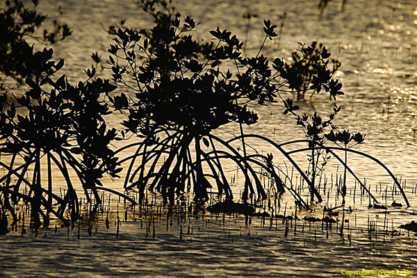 Mangrove at Sunset
