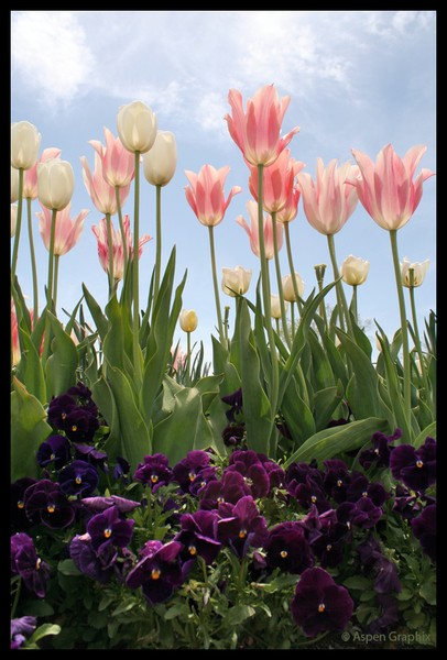Tulips