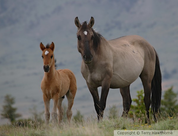 Mother and Foal