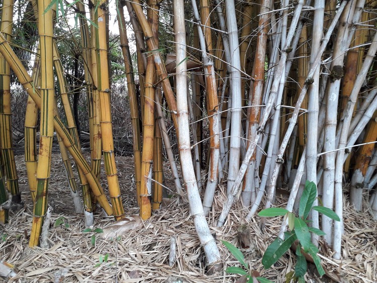 Bamboo 