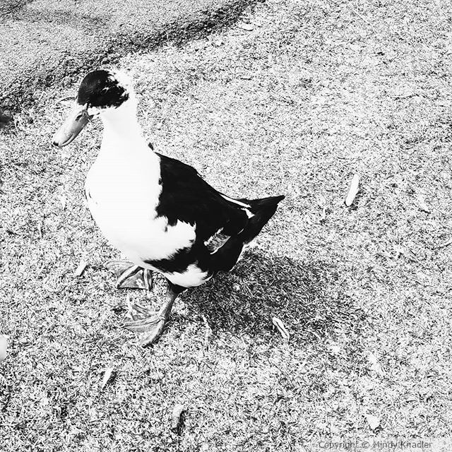 black and white duck 