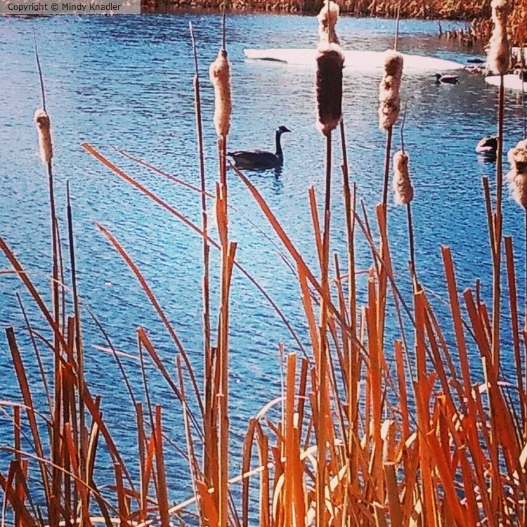 Heaphner`s dam and duck 