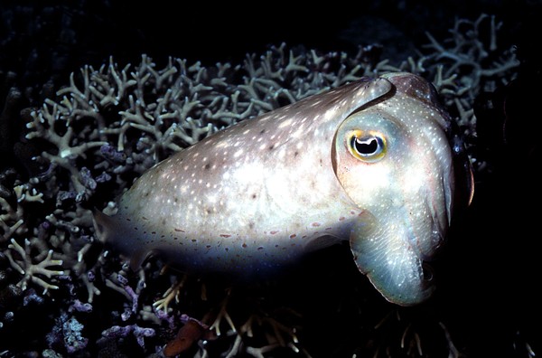 Cuttle