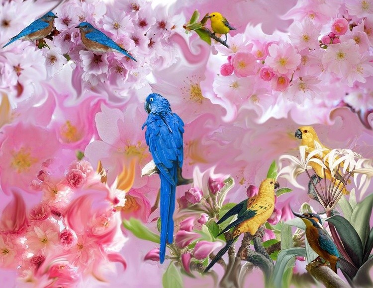 Paradise Birds.