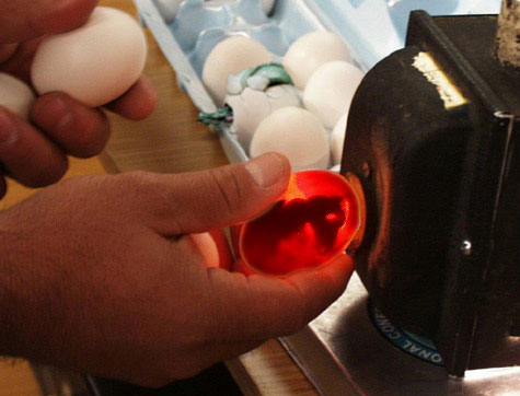 Egg Checker?