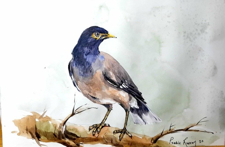 The common MynaWatercolor on paper