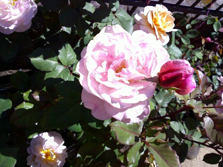 DSCF0056