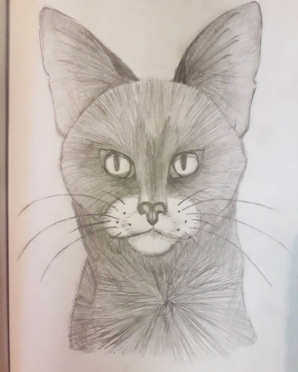 Welcome my cat in many shades of grey