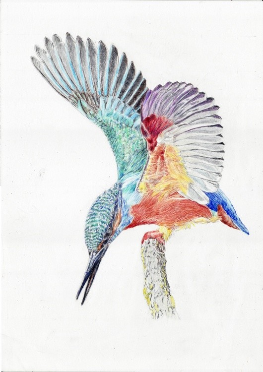 Kingfisher