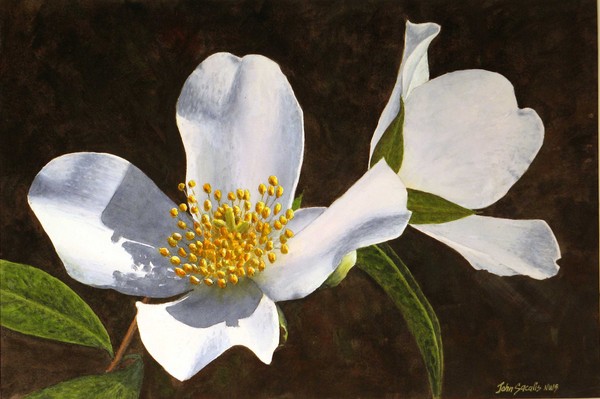 Mock Orange