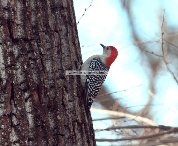 Red Belly Woodpecker