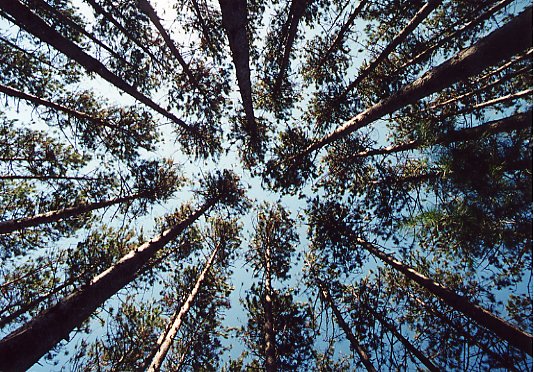 Perspectives
