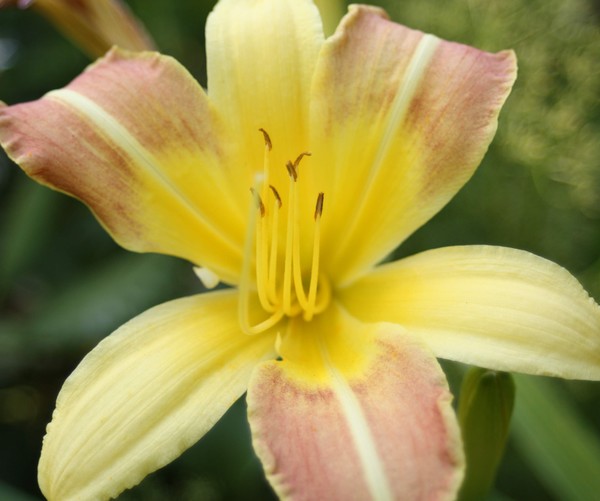 Lillies in the Garden
