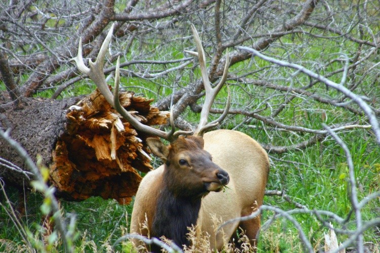 elk1