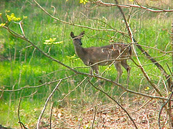 Spring Feeding