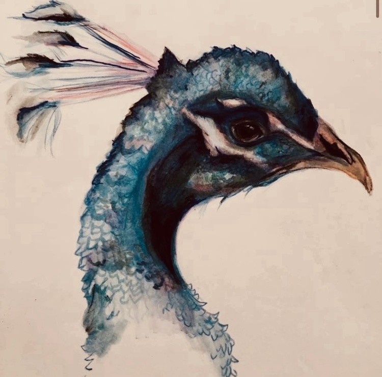 Peacock