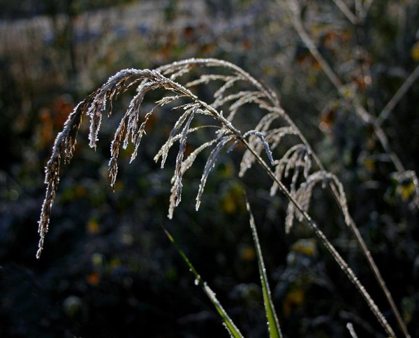 Frozen II