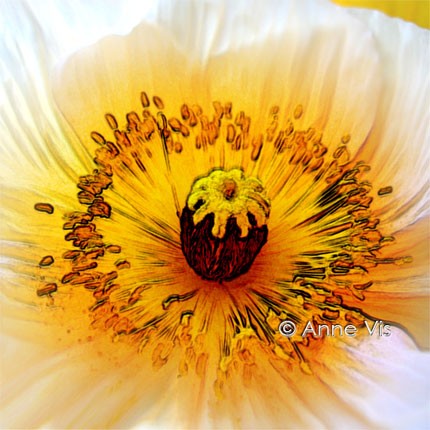 California Poppy