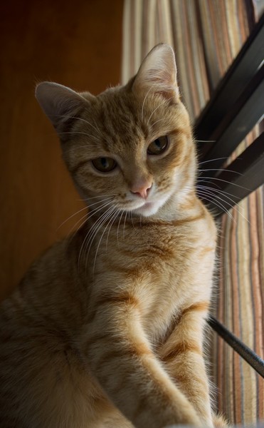 Naughty Nala
