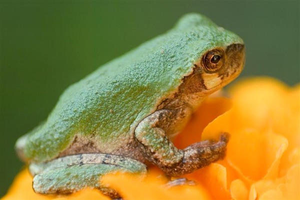 Merry Green