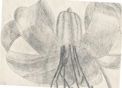 Hanging Iris