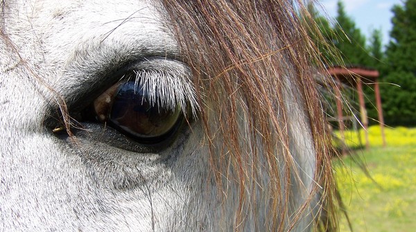 white lashes