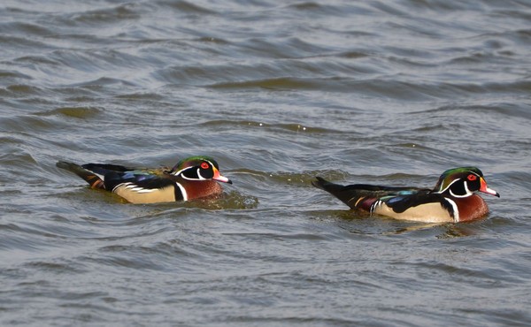 Wood Ducks