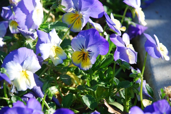 Blue Yellow Flowers 30