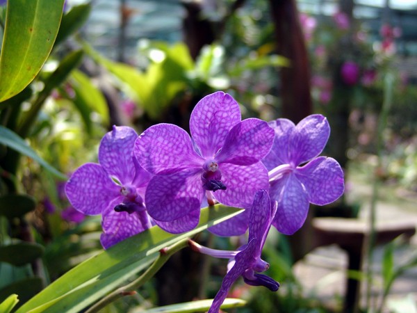 Purple Orchids