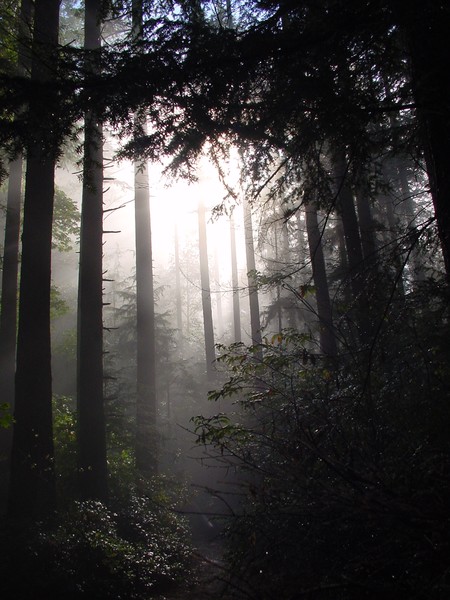 Morning Light