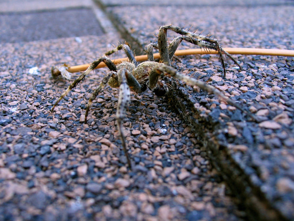 Itsy Bitsy Spider