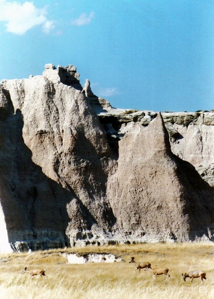 the Badlands Deer