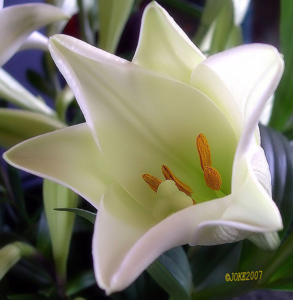 The heart of the lily