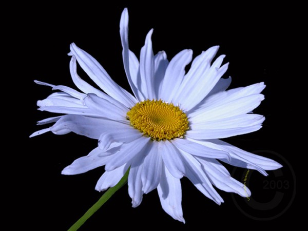 Daisy White
