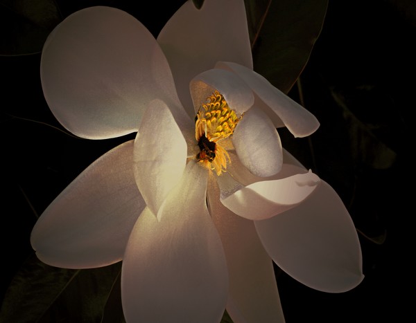 Bee Mine