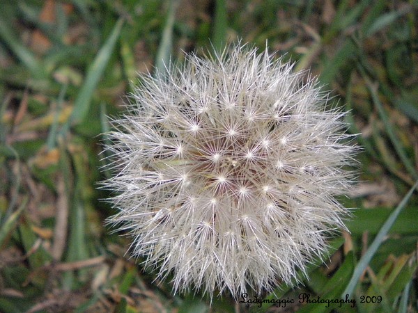 Dandelion