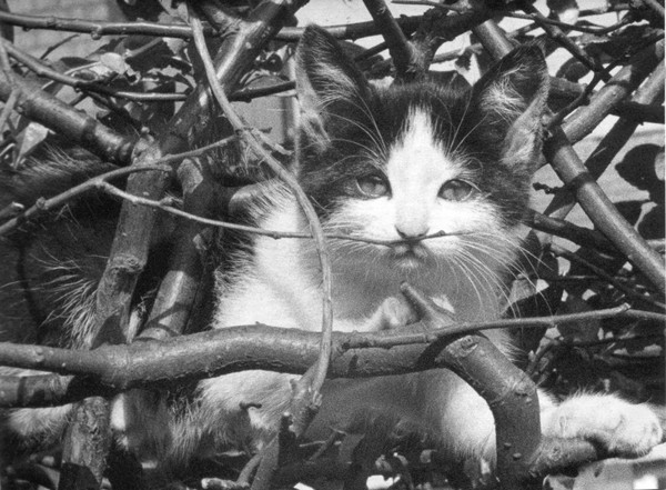 Where's the birdie gone?