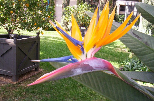 Bird-of-paradise