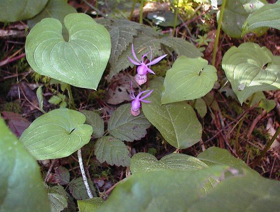 Forest Flowers