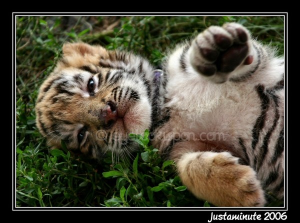So Cute!