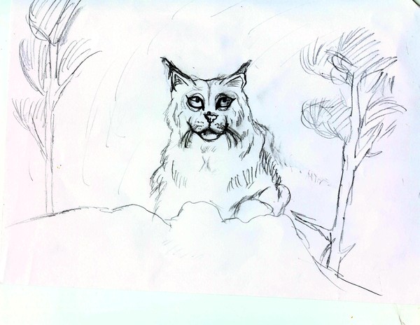 Canada Lynx